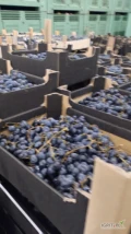 sprzedam 5 ton winogrona, odmiana Moldova, pod przemysł
