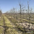 Wydzierżawię w pełni owocujący sad z nasadzeniami drzew owocowych: wiśni, jabłoni oraz grusz w miejscowości Wola gm. Czerwińsk nad...