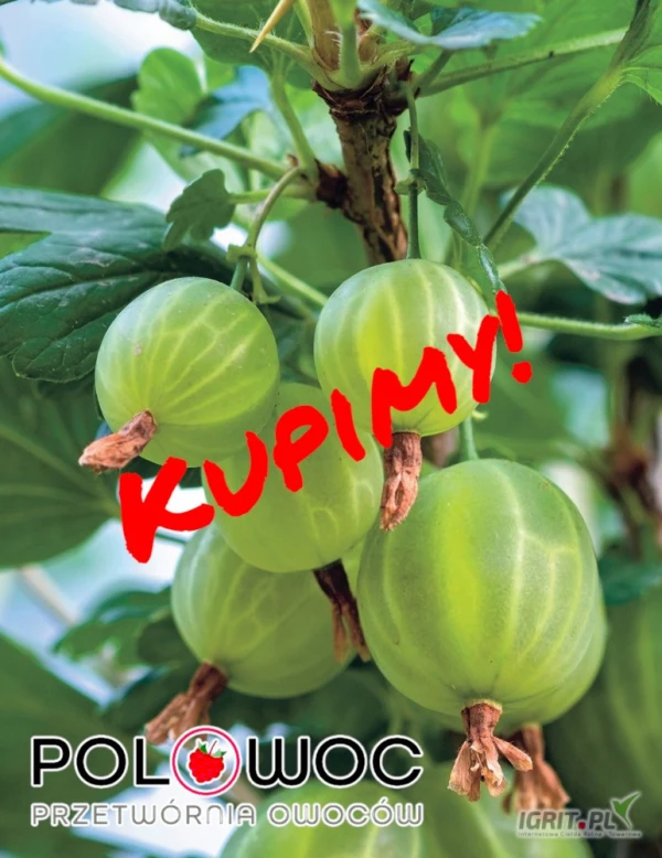 /images/posts/2025/06/2019064/oTRZ6gxaqVIOmTE5V9lP2vtTFKOixf5mp8kvi3Do.jpeg