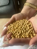 Sprzedam soję GMO w dużych ilościach, towar wysokiej jakości, dostawa koleją i drogą, kontrakty walutowe