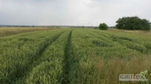Sprzedam psznicę konsumpcyjną bzpośrednio z gospodarstwa- białko 13,1; gluten 30, gęstość 77, wilgotność 12,5; ilość 75 ton. 