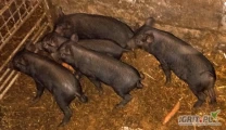 Prosięta wietnamskie, czarne 5 sztuk 