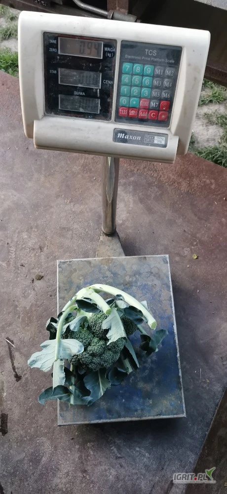 /images/posts/2025/06/2019364/wal1ZvjVdednVOro1HbLXhmfWtOXzn0hfmWK71Sg.jpeg