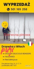 Wyprzedaż drzewka jabłoni z Włoch i Holandii
