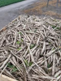 Sprzedam młodą pietruszkę w kalibrze handlowym, zapraszam pod nr 6 9 6 6 6 0 0 9 6 