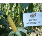 Nasiona kukurydzy słodkiej SWEET NUGGET F1, ILLINI F1,TAKEOFF F1,SWEET WONDER F1,SPRINTER F1
