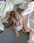 Urodziły się piękne małe oceloty, 2 samce i 2 samice. Będą odrobaczone, zaszczepione, będą posiadać świadectwo zdrowia, paszport...