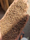 Sprzedam facelia błękitna, zbiór dwuetapowy, cena 10zł/kg