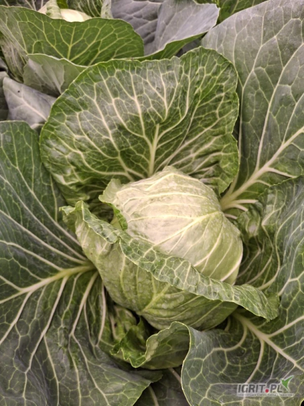 /images/posts/2025/06/2019679/BD8SAvYu5WMXM9lu2XaTcQTsYG86CPQNhn0MF901.jpeg