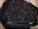 Sprzedam MROZONY czarny bez, pakowanie worek 25 kg. Ilosch dostepna - 3000 kg.