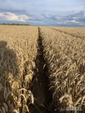 Sprzedam pszenicę konsumpcyjną, ilości samochodowe. Czysta i wolna od szkodników. Tylko konkretne propozycje.