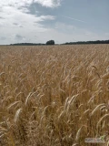 Sprzedam około 60 ton żyta z tegorocznych żniw. 724366963