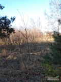 Działka rolna RIVa o powierzchni 1388 m2 z wydaną decyzją o warunkach zabudowy z przeznaczeniem pod budowę budynku mieszkalnego...