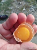 Sprzedam jaja z chowu ściółkowego. Kolor skorupki brąz lub krem. M i L. Bardzo ładne żółtka, kury karmione paszą wyrabianą na...