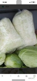Witam mam do zaoferowania kapustę szatkowana duże ilości worki 10 kg lub 20 kg z marchewką lub bez chętnych proszę o kontakt