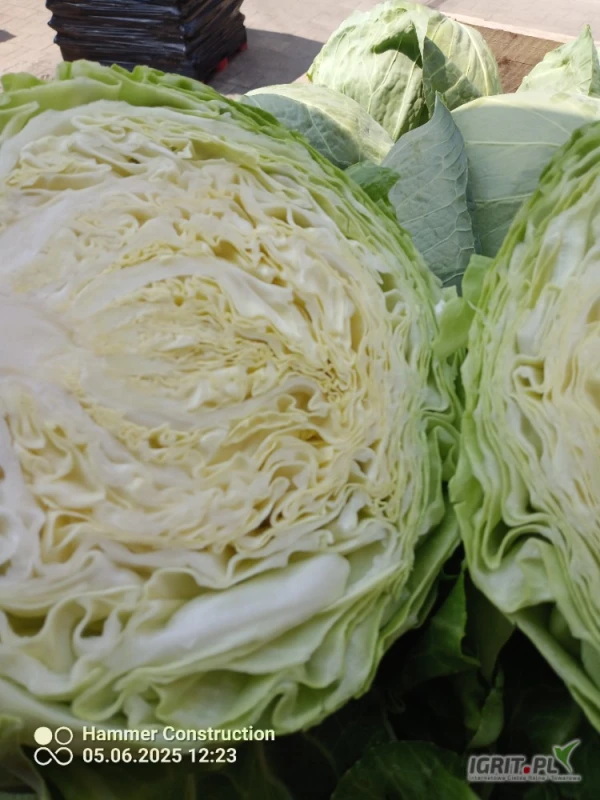 /images/posts/2025/06/2020055/SluE4XujNUQmegJDHMJErrfLDxCk0ISUjE1W4DBs.jpeg