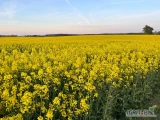 Dzień dobry, sprzedam jakościowy rzepak w ilości około 115 ton. Zaolejenie 43,6 %. Wilgotność 6 %. Tylko konkretne propozycje....