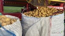 Młode ziemniaki w big bagu na markety badania na pozostałości ilości TIRowe tel. 601564836  