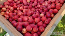 SPRZEDAM GALĘ SCHNIGA SCHNICO, RED DELICIOUSA ORAZ GOLDENA.  KA + FRESH. 