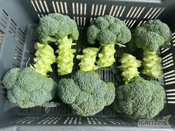 /images/posts/2024/08/1903533/agwF0VjSr3XRGqrdzk7ukNMHnLShzzyhqrw7UIxd.jpeg
