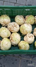Sprzedam seler młody 400-600g ... Kopany na bieżąco 