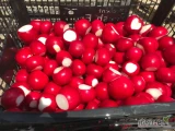 Sprzedam rzodkiewkę na kilogramy ilości tonowe możliwy transport możliwość współpracy 