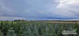 Hurtowa sprzedaż drzewek choinkowych (Świerk,Świerk Srebrny)
