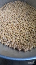 Soja GMO pochodzenie Ukraina                               
