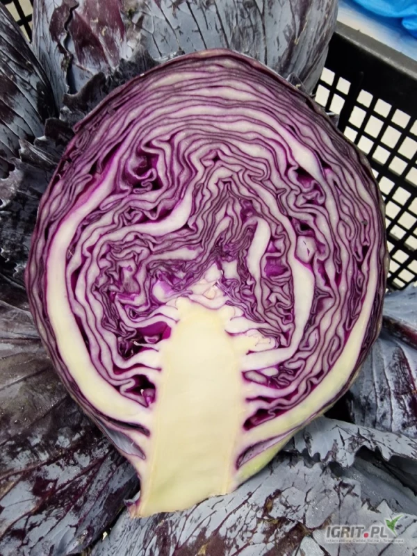 /images/posts/2025/06/2020483/HdFvAMRqIIA5M020x32en384VJsJqDzRw3XUvmik.jpeg