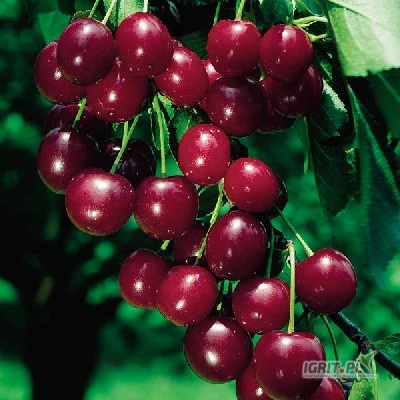/images/posts/2025/06/2020608/BUimTjhXbueIuztG4KlHS72W9M4te32guOaJkyZC.jpeg