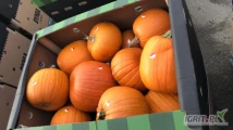 Spzedaż  dyni jadalnej  odmiana Gladiator ( Halloween) kaliber 2-7 kg ilość około 60 ton .

