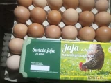 Jaja wolny wybieg z własnego gospodarstwa. Kremowe i brązowe. 1zł szt. Pakowane w 30 lub 10 szt. Możliwa stała współpraca. Pszczyna 