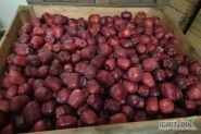 Sprzedam jabłka po Harvista oraz SmartFresh Golden Delicious i King Roat w ilości 160ton. Najchętniej sprzedam za wagę w skrzyni lub mogę przygotować w dowolne opakowanie.    Jedna komora otwarta 3.06, druga do otwarcia.
