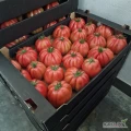 Sprzedam pomidory malinowe odmiany Rossamunda. Pakowane po 8kg w tackach.
