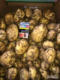 Nakopie na jutro rano do 400 worków ziemniaków cena 12 zł worek 