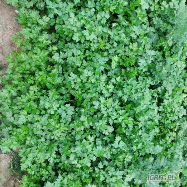 /images/posts/2025/06/2020874/m1jpLwpYd6w54cPHvPVA5pVf0mZEZ1VnaPWMcrIA.jpeg