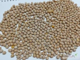 Ciecierzyca 8 mm 100 t (cz. 99%, wilg. 14%), big-begi x1t. Gotowe do wysyłki. Kontakt WhatsApp: +380992532574