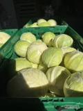 SPRZEDAM KAPUSTA BIAŁA 0,7-1KG ILOŚĆ OK 1500 KG. TOWAR Z CHŁODNI 