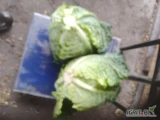 Sprzedam paletowe ilości młodej kapusty włoskiej towar na tą chwilę od 1,5 kg