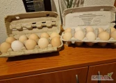 Posiadam na sprzedaż swojskie jajka. Cena 1.30/sztukę.

