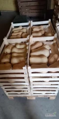 Sprzedam dynie piżmowe kaliber 0-8 3 kg . Jakość marketowe .  . .