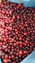 Sprzedam żurawinę kultywowaną B klasa. Pakowanie Kartony 1x10kg, kraj pochodzenia Kanada, do szybkiej...
