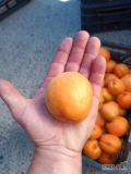 Dzień dobry jeśli nic się nie zmieni będę miał parę ton moreli na sprzedaż różne odmiany od Harlota po Sirenę. Wszystko można...