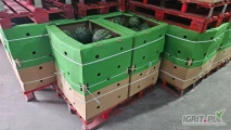 Producent oferuje opakowania box 180kg na arbuzy w kolorze tektury i Warzywniak
