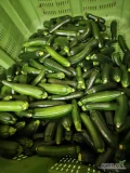 Sprzedam świeżą cukinie II gatunek. Opakowanie w worku lub karton ( do uzgodnienia). 2 zł/ kg 