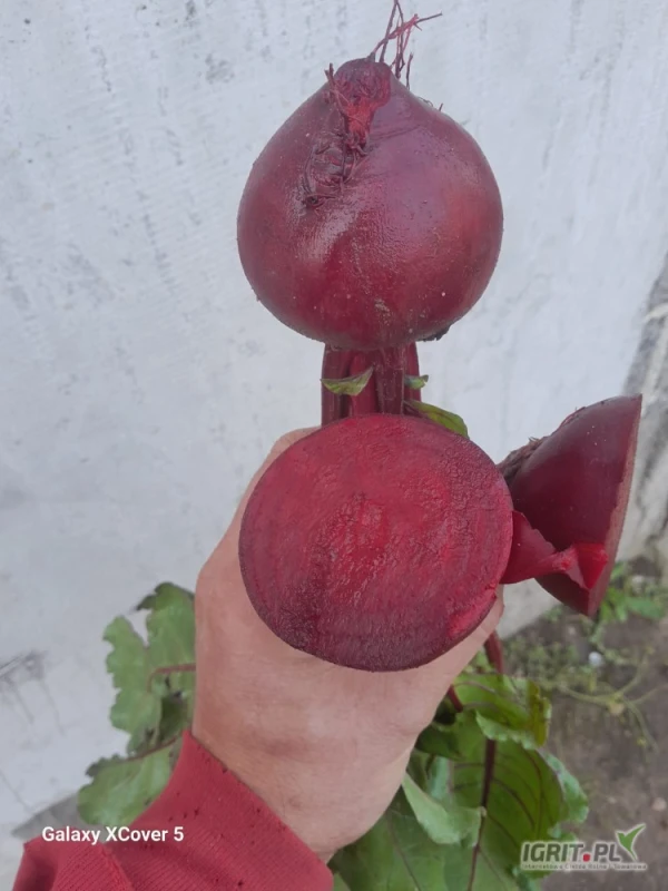 /images/posts/2025/06/2021244/HditYRW5CRztcxW2qeRiOQv4xShKeLUP3LCB56Or.jpeg