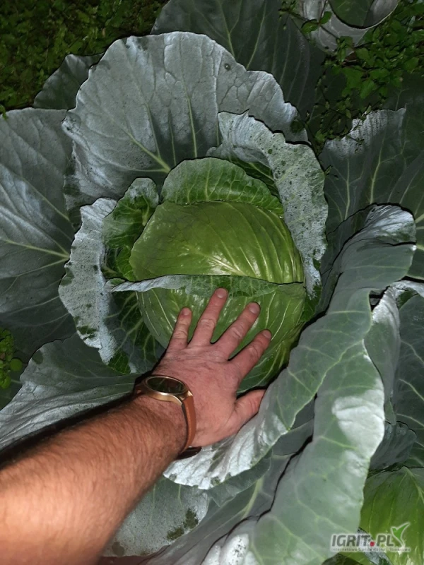 /images/posts/2025/06/2021424/0slZoQ14IYMRqUG8MZJvNMJzzIWLYQOerkao6Tyw.jpeg
