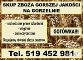 Kupię zboże gorszej jakości. Gotówka.
