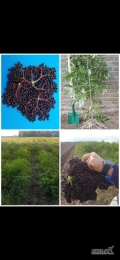 Sadzonki wegetstywne bzu szlachetna odmiana Sampo pod założenie plantacji towarowej