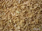 SKUP BIOMASY AGRO  - ODBIORY CAŁĄ POLSKA

